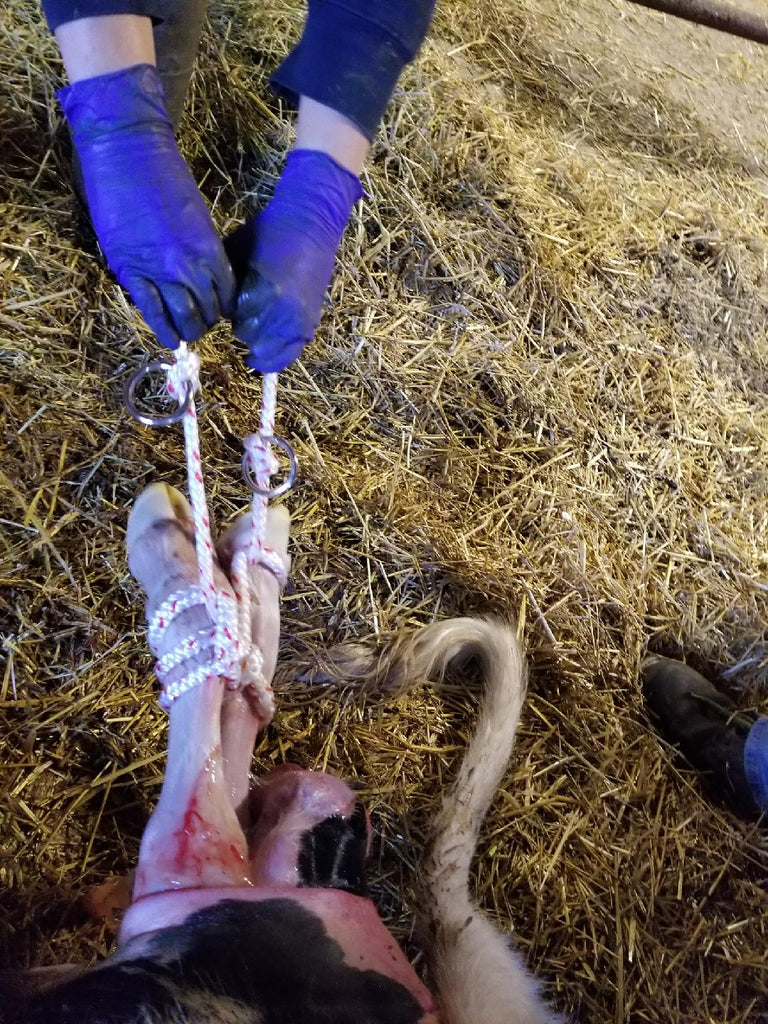 OB Rope (for pulling calves)